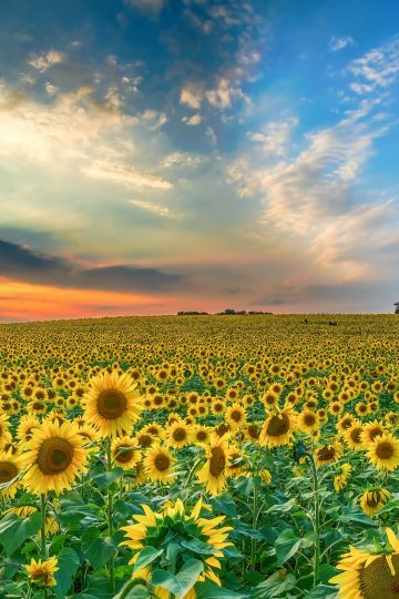 Image of a field of sunflowers